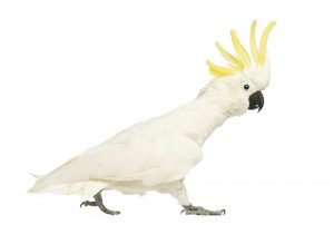 cockatoo